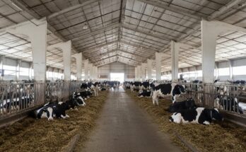Holstein cow feeding in modern cattle shed on sustainable farm