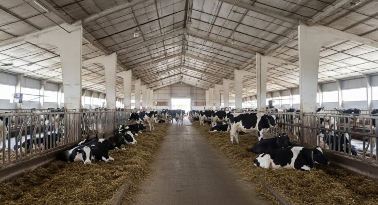Holstein cow feeding in modern cattle shed on sustainable farm