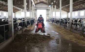A dairy cow feeding her newborn calf on a modern farm during routine care.