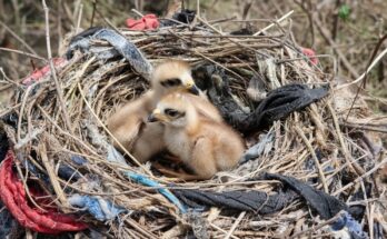 Two fluffy eagle babies resting safely in their nest while their parent watches over them, showcasing the beauty, innocence, and natural behavior of young wild eagles
