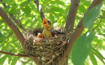 Cuckoo chick falls from nest after ejecting another baby bird, dramatic nature survival moment captured on video.