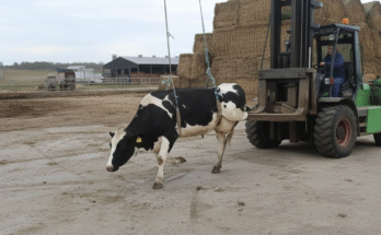 Female Volvo L60F driver transporting calves and handling hay bales during daily farm work.