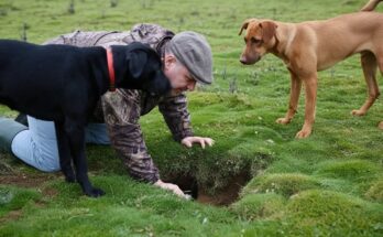 Rural ferreting team working in the Dales removing 18 rabbits using ferrets and long-nets during a countryside pest-control session.
