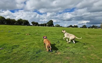 Ferreting With Suki & Paige | Suki’s First Rabbit Catch in Action