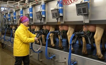 Incredible cow milking with agricultural machinery, calf feeding, hay transportation, hoof care, and plowing on a modern farm.