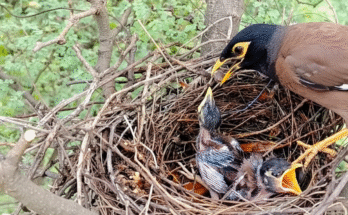 Myna bird watches helplessly as a crow carries her baby away, capturing a dramatic wildlife moment showing the harsh survival behavior between backyard birds.