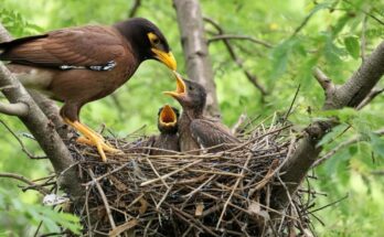 Baby myna birds catching and eating frogs for the first time, showing natural feeding behavior and growth milestone.