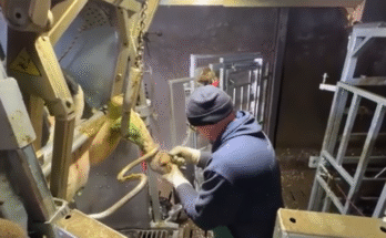 Pretty girl performing hoof care with chainsaw tool, automatic cow milking, combine farm work, and calf feeding on a modern dairy farm.