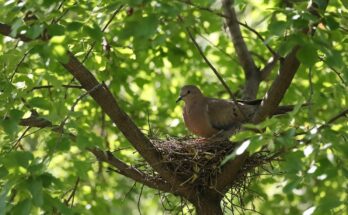 Baby mourning doves being attacked by an Indian cuckoo at the nest – rare and dramatic bird behavior captured on camera.