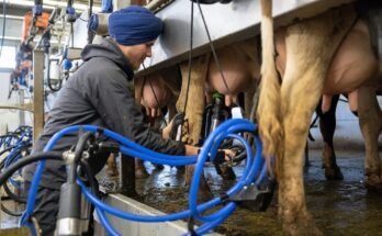Pretty girl milking cows, performing hoof care, transporting hay, and cleaning the cowshed on a USA dairy farm.