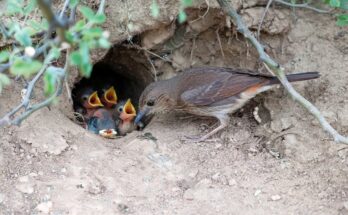 Baby familiar chat bird leaving the nest for the first time – cute and heartwarming bird milestone.