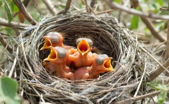 Baby cuckoo bird accidentally dropping both chicks – rare and emotional wildlife moment caught on camera.