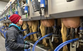 Incredible calf feeding, cow milking, farm machinery, tail trimming, cowshed cleaning on a modern Texas farm in the USA showcasing dairy care and cattle farming.