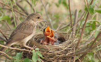 Common babbler chick that fell out of its nest on the ground – young bird rescue and survival moment captured on camera.