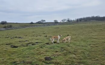 Young working dogs Suki and Rex bolting rabbits alongside ferrets during a traditional countryside ferreting session, showing teamwork, fieldcraft, and rabbit control techniques.