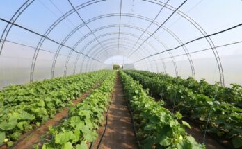 Long greenhouse tunnel with rows of lush green plants growing under controlled conditions, showcasing modern agriculture and sustainable farming techniques.