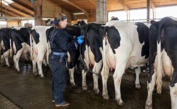 Incredible cow farming techniques, modern cattle care, calf feeding, field plowing, farm machinery, cowshed cleaning, and daily dairy farm work.