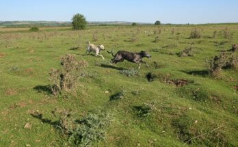 Solo ferreting in Yorkshire countryside showing rabbit hunting with ferrets, nets, and trained dogs during a successful 3-hour session.