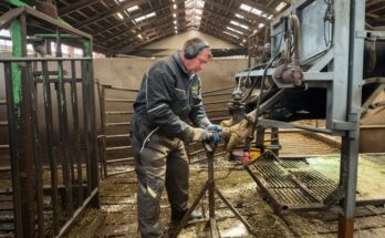 Modern farm worker treating a cow’s hoof using high-tech cattle care equipment.