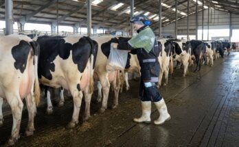 Incredible farm girl milking cows, handling hay bales, feeding calves, operating combine tractor truck, performing hoof care, and cleaning cowshed on a modern farm.