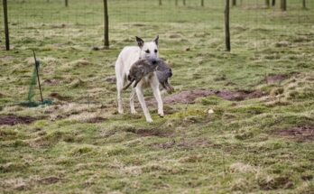 Large ferreting catch with handlers, working dogs, and ferrets after removing 49 rabbits during a traditional countryside rabbit control session.