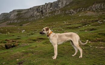 Handlers, working dogs, and ferrets during a traditional ferreting session in the Dales, showing rabbiting and careful digging in rugged countryside terrain.